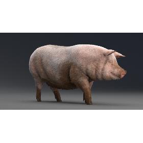 Pig Rigged 3D model